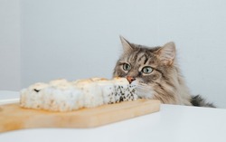 Sly funny cat sniffing food on table in kitchen. Close-up of furry gray hungry pet looking at japanese sushi on wooden board.