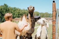 Feeding animals in zoo outdoors. Back view of man giving food to camels behind fence, selective focus on animals.