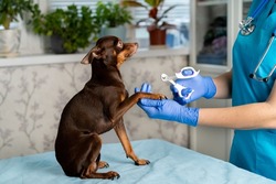Nail clipping of a dog by a veterinarian in uniform, veterinary clinic, care for small breeds of dogs.