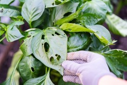 leaky pepper leaves, pests of vegetable seedlings, damage from caterpillars in the garden and vegetable garden.