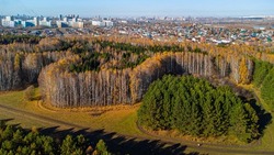 Birch forest in autumn with yellow leaves, Krasnoobsk city, Novosibirsk region, Russia