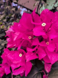 the pink gorgeous flower plant