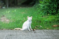 White cat on the road looking at camera.