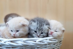Newborn British Shorthair kittens on light background