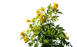 Bush tree yellow flower with on isolated white background with copy space and clipping path.