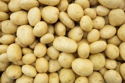 Heap of white potatoes, top view Raw Food. filled frame background
