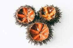 Fresh sea urchins (ricci di mare) on the white background, close-up, macro. Delicious seafood from southern Italy and Spain. Natural texture