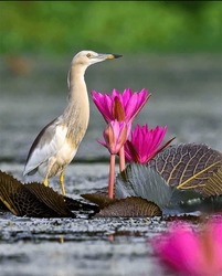 Egret Heron with Lotus flowers in the lake water