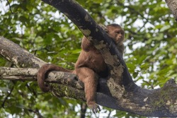 A common wooly monkey sitting in a tree in Playa de los Monos