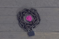 Chained and locked violet rose on the wooden background