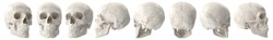 3d rendering of a skull on blank background