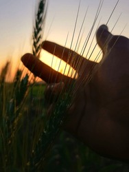 image of wheat plant with sun ,highquality image