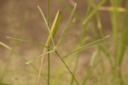 Weeds and wildgrass with brown background