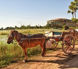 Carriage horse  in the city Ava Myanmar for travel destinations.