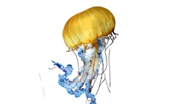 Jellyfish: Deliver painful stings to swimmers.