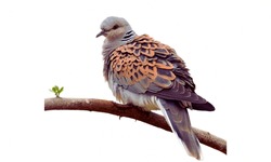 Turtle dove: Small bird, sometimes consumed in certain regions.
