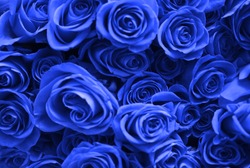 Background of many blue roses. Valentine's Day.