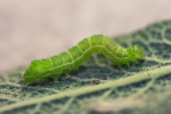Green caterpillar on a leaf of sage