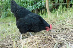 Black australorp chicken scratching in dry grass