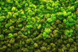 Reindeer green moss texture for decoration, creative background.