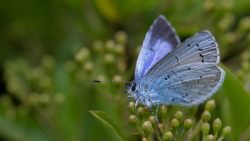 Holly Blue butterfly laying eggs on pyracantha 
