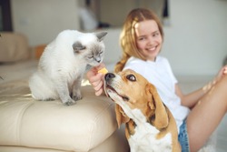 The child feeds the dog and cat together. House. Close-up. The concept of pet food, treat. High quality photo.