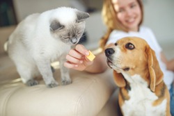 The child feeds the dog and cat together. House. Close-up. The concept of pet food, treat. High quality photo.