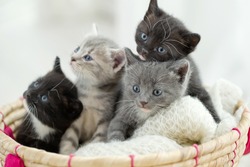 Portrait of group of young Scottish cats . Studio shot.