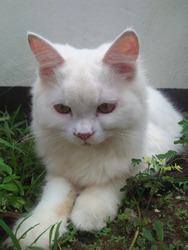 Persian cat bigeye