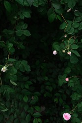 Green leaves and wild roses background. wild rose bush with copy space. They are color tone dark. Green Leaves Texture Background. photo concept nature and plant.