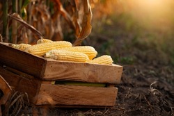 Peeled maize cobs in wooden crate at corn field sunset summer time somewhere in Ukraine