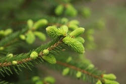blooming fir branch. Fir branches with fresh shoots in spring. Young growing fir tree sprouts on branch in spring forest. Spruce branches on a green background. fir branch with green buds  