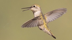 little hummingbird, hovering, beak open with spray, spray of sugar water; on flight hummingbird, hovering, both wings back, tail feathers splayed