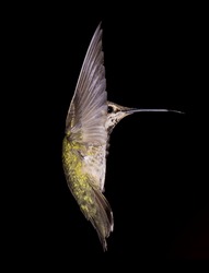 Flying hummingbird, wings outstretched; little hummingbird, with wings like a fan