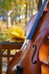 Detail of the cello in the park against the background of fallen autumn leaves