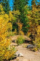 hiking trail leading into New fall foliage during  autumn 2021 colors in the Colorado Rocky Mountains