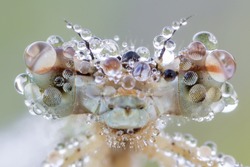 Big eyes of dragonfly with dew drops (blue featherleg - Platycnemis pennipes) female