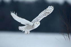snowy owl - bubo scandiacus