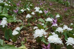 White blossoms of  Sanguinaria canadensis are blooming in spring