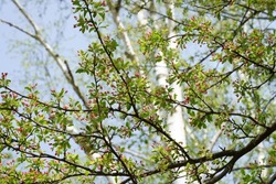 Toringo crabapple or Siebold's crabapple (Malus toringo)  tree with pretty pink buds