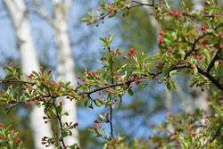 Toringo crabapple or Siebold's crabapple (Malus toringo)  tree with pretty pink buds