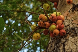 cluster fig tree with its fruit