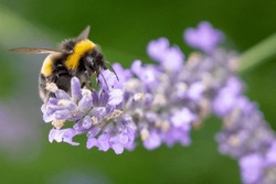 Bumble bee foraging on lavender