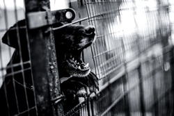 Barking dog behind the fence