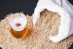 Craft beer in glass and grains of barley pale malt, poured out of a canvas bag. Ale or lager from pilsner malt.