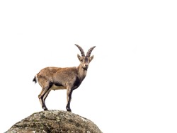 Young alpine ibex male on the top of the mountain isolated on white background