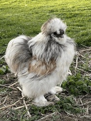 Blue cream Silkie rooster on farm