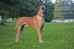 A young fawn-colored Great Dane proudly holds its ground in the midst of an undisturbed, expansive country field. The dog's muscular build and poised stance underline its inherent strength and majesty