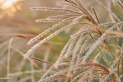 Natural background from soft fluffy plants Miscanthus sinensis. Abstract pampas grass in blurred bokeh. Fluffy boho-style tall grass stalks. Golden delicate toning of natural texture in sunset light