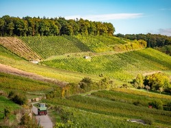 Vineyards with south slope lay in autumn